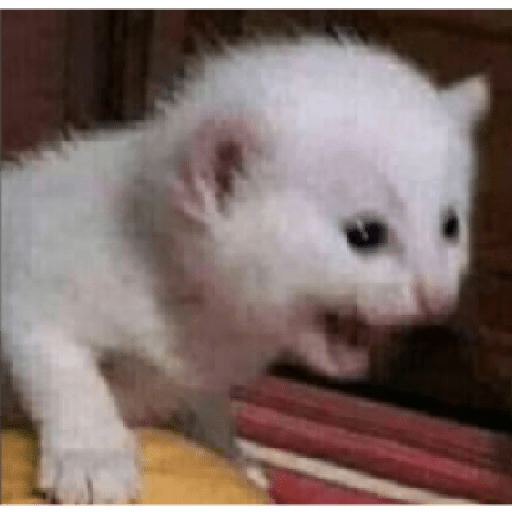 Gatos memes ramdon 20