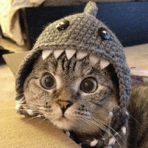 Shocked shark hat