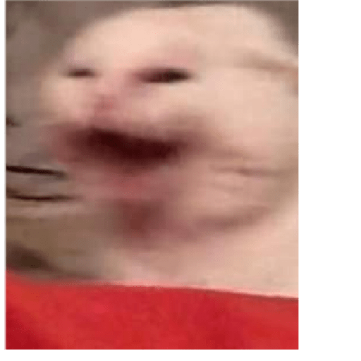 Gatos memes ramdon 16