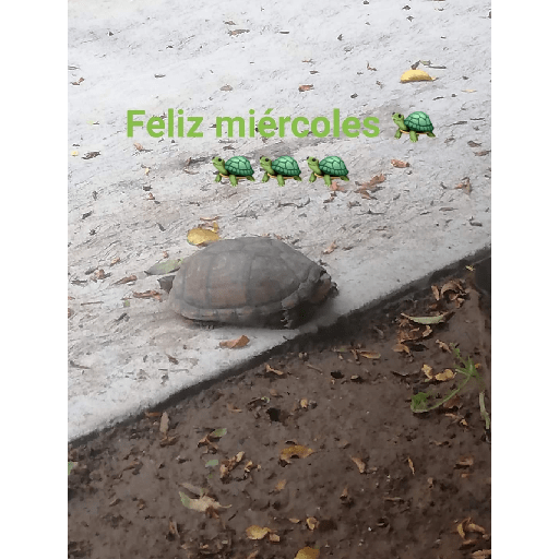 Días de.la semana con 🐢🐢 5