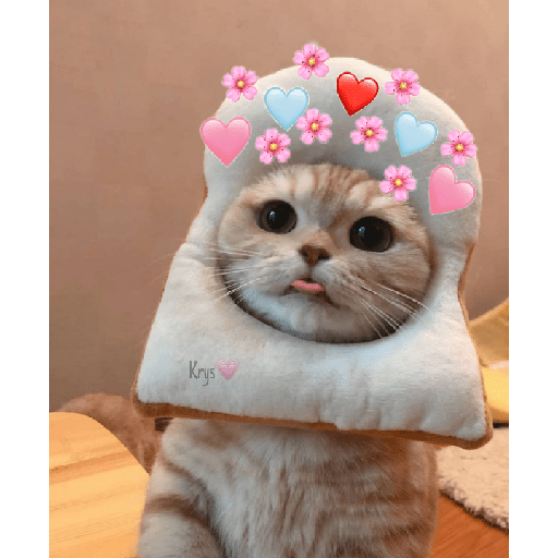 Gatitos 😽💜 4