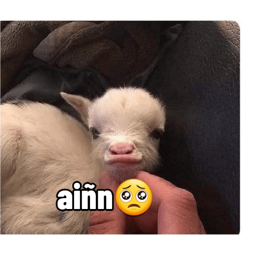 Gatos memes ramdon 15