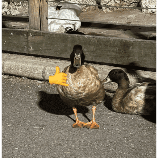 Patos  9