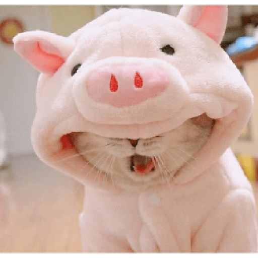 Piggy meow