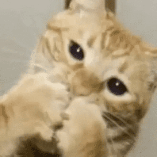 😾🐈 Gatitos 😹🐈 4