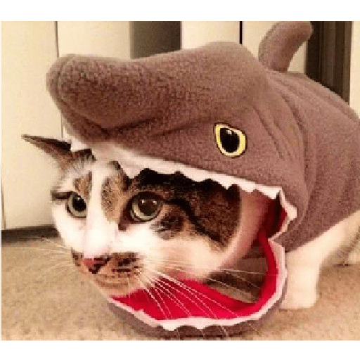 Hungry shark