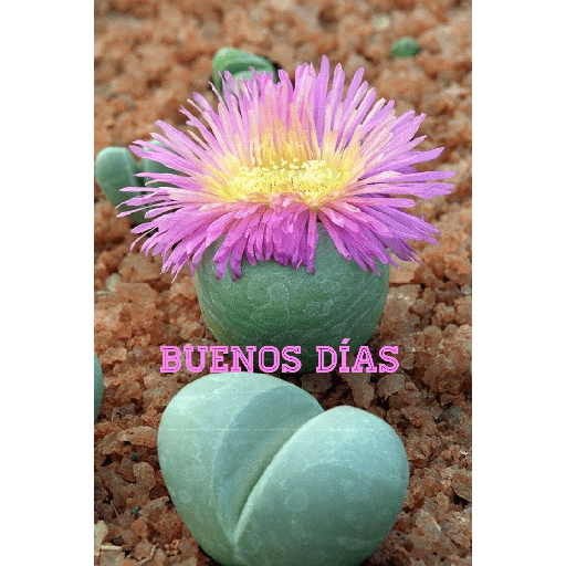 Buenos dias con captus 1