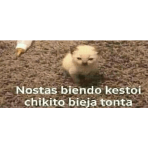 Gatos memes ramdon 13