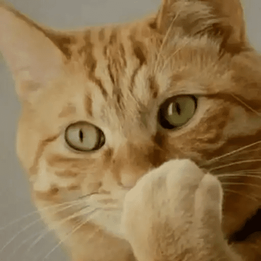 😾🐈 Gatitos 😹🐈 5