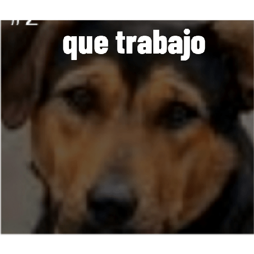 Perros graciosos 3 1