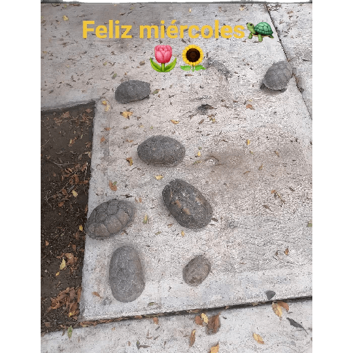 Días de.la semana con 🐢🐢 1