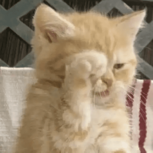 😾🐈 Gatitos 😹🐈 1