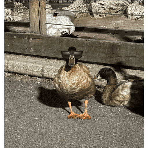 Patos  5