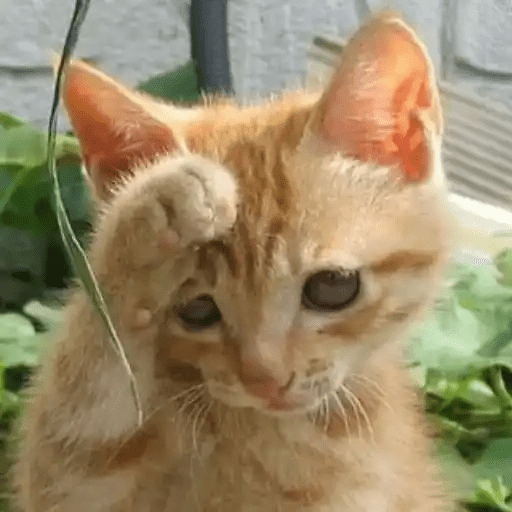 😾🐈 Gatitos 😹🐈 8