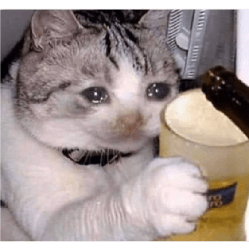 Gatos memes ramdon 23