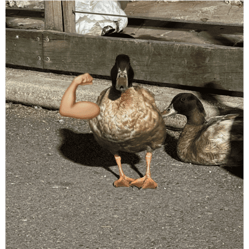 Patos  3