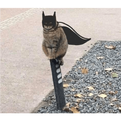 Gatos memes ramdon 12