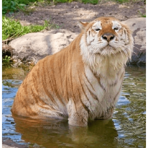 Tigre 25