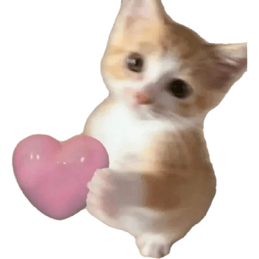 Gatos de amor  10
