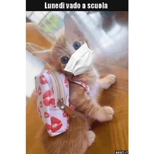 Gatti tristi e cute 9