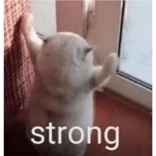 Cat 5