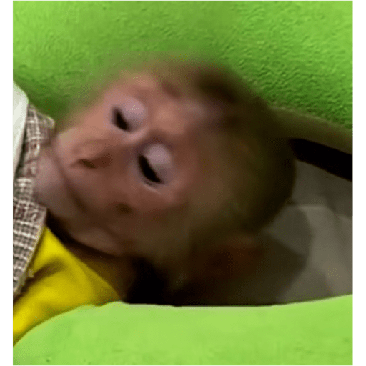 Monkyemociones 6