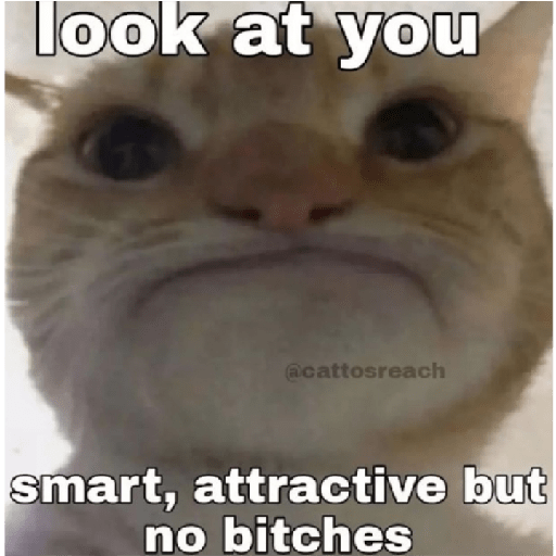 Cat 4