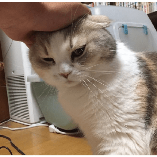 É o Yuri Denovo//Gato Bravo😾 21