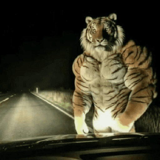 Tigre 16