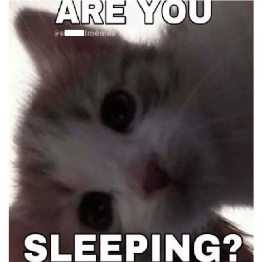 Cat 2