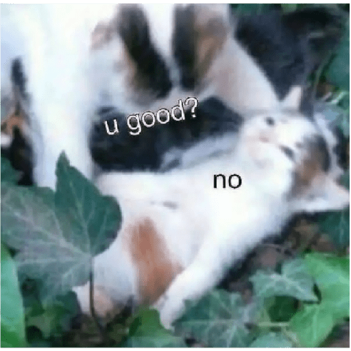 Cat 7