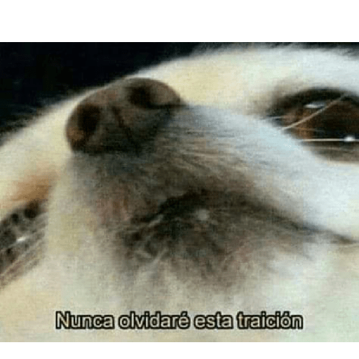 Perritos 4 13