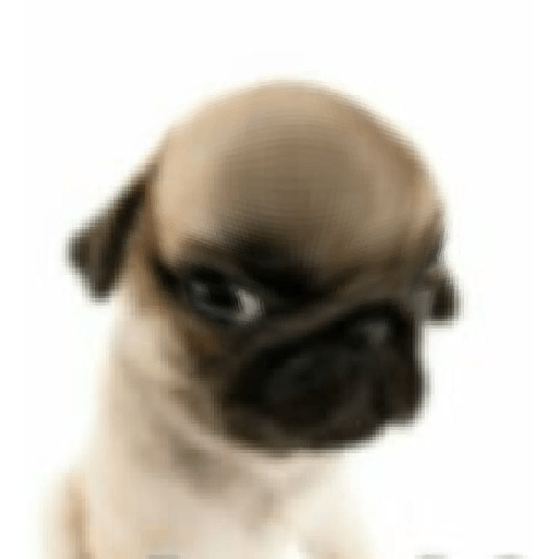 Chuy 4