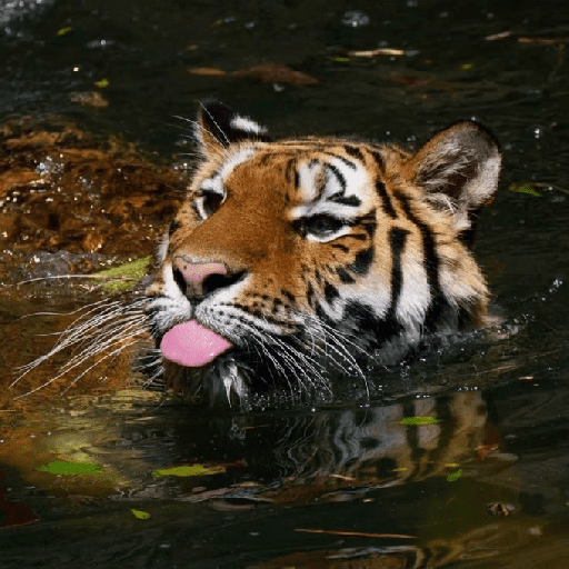 Tigre 27