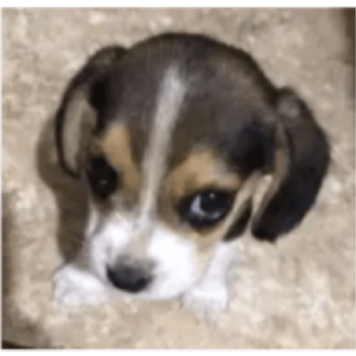 Perritos 4 11