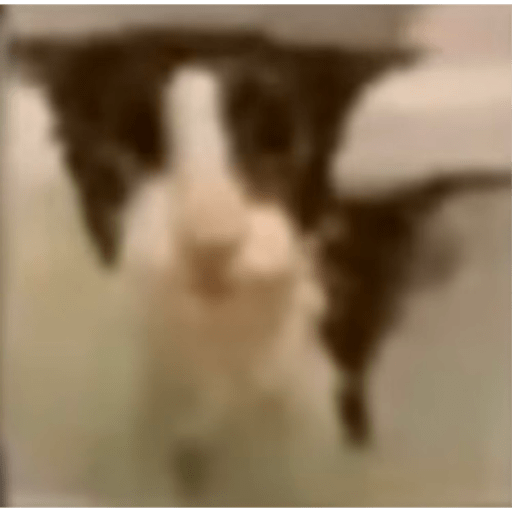 Gatitos y perritos :3 20