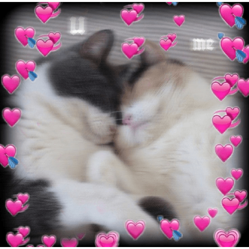 Gatos de amor  3
