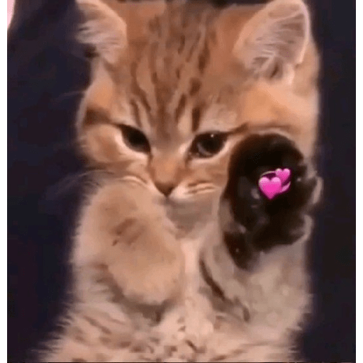 Gatos de amor  4