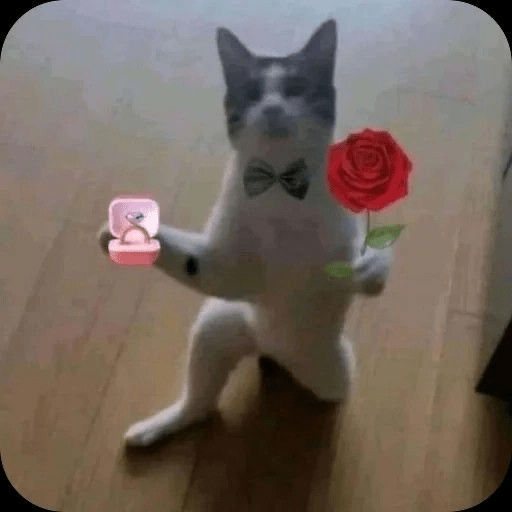 Gatos de amor  12