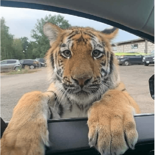 Tigre 24