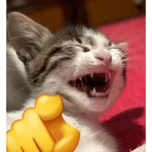 Manzana 24