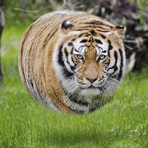 Tigre 20