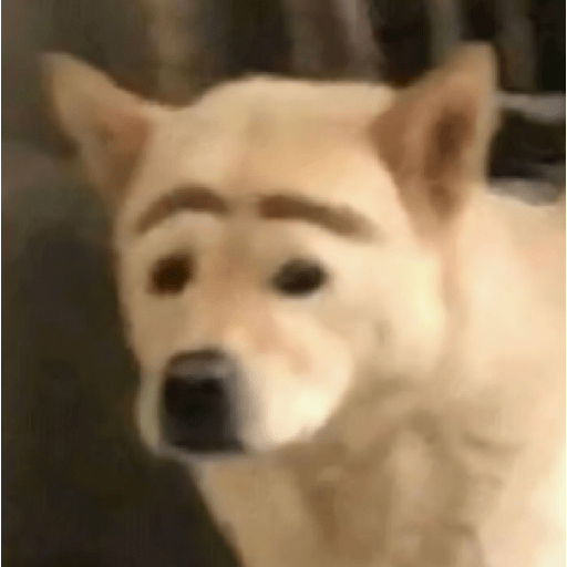Perritos 4 10