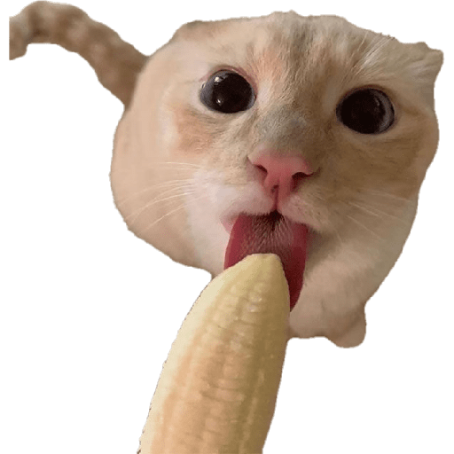 Gatos de amor  7
