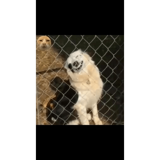 Gatos fofos 11