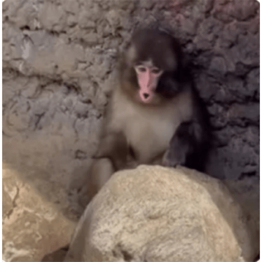Punch monito bbsito🥰❤️💖🙈🍌 1