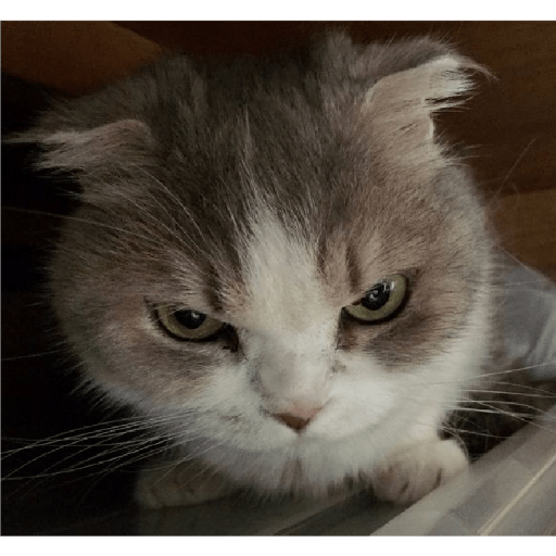 É o Yuri Denovo//Gato Bravo😾 23