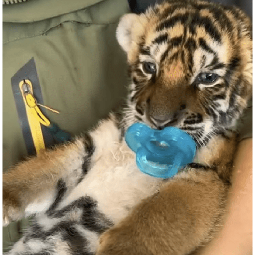 Tigre 28