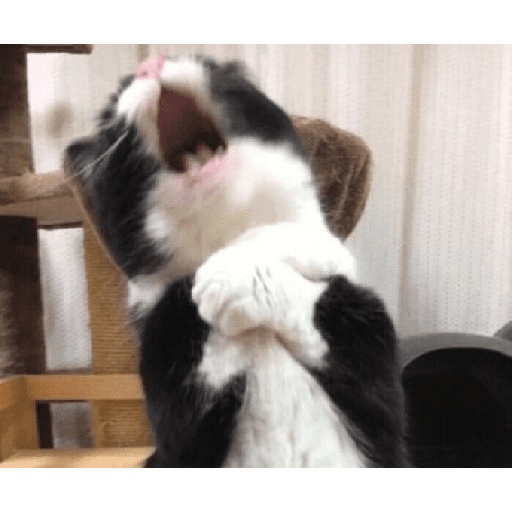 ᕬ >_< ᕬ 17