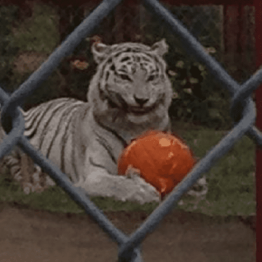 Tigre 21